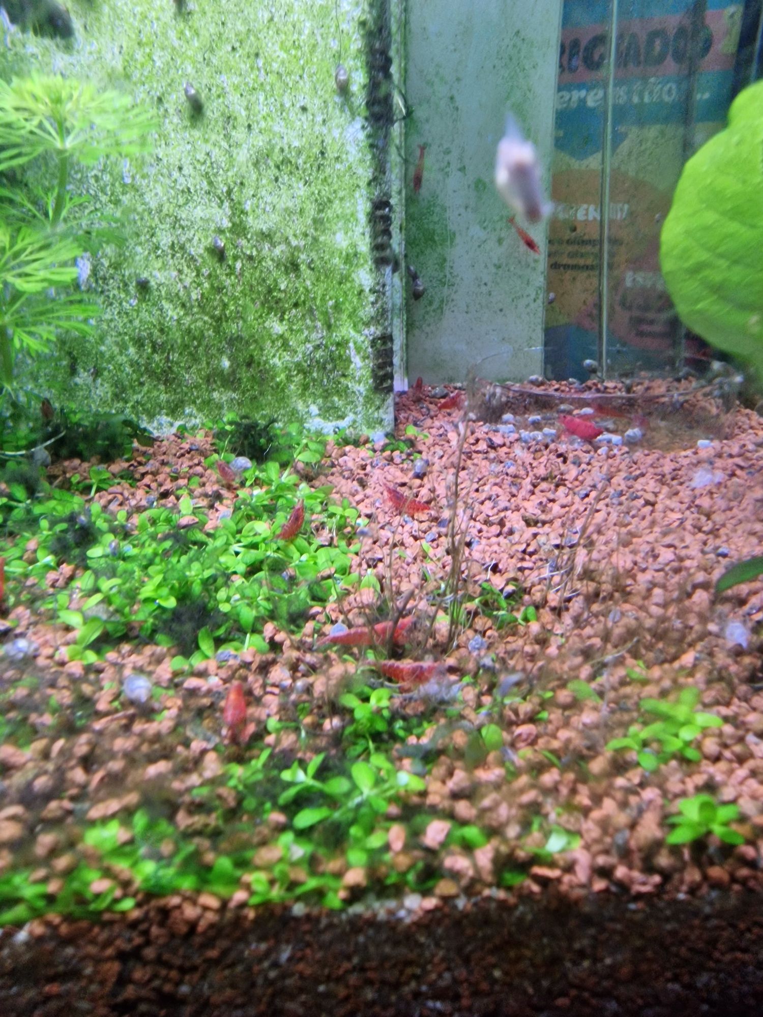Camarões neocaridina
