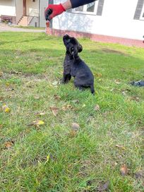 Cane Corso Szczeniak