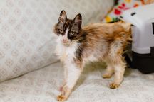 Uratujesz? Różne koty do adopcji