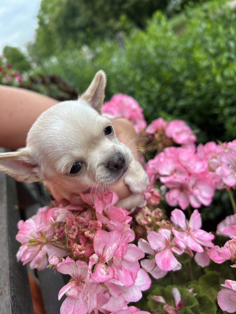 Piesek Chihuahua ecru rodowód