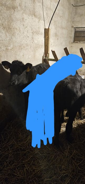 Sprzedam jałówki  3 sztuki