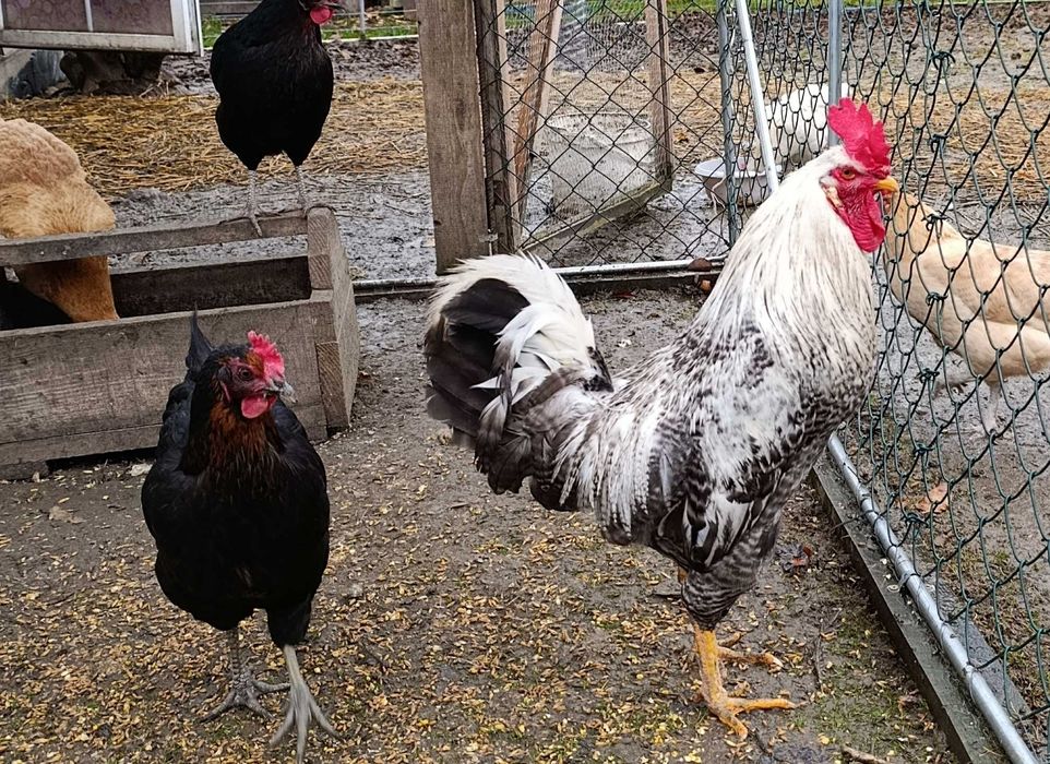 Młody duzy Kogut, koguty