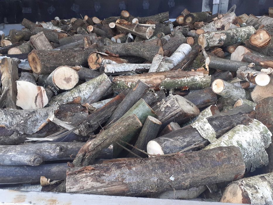 Gałęziówka dab brzoza akacja buk