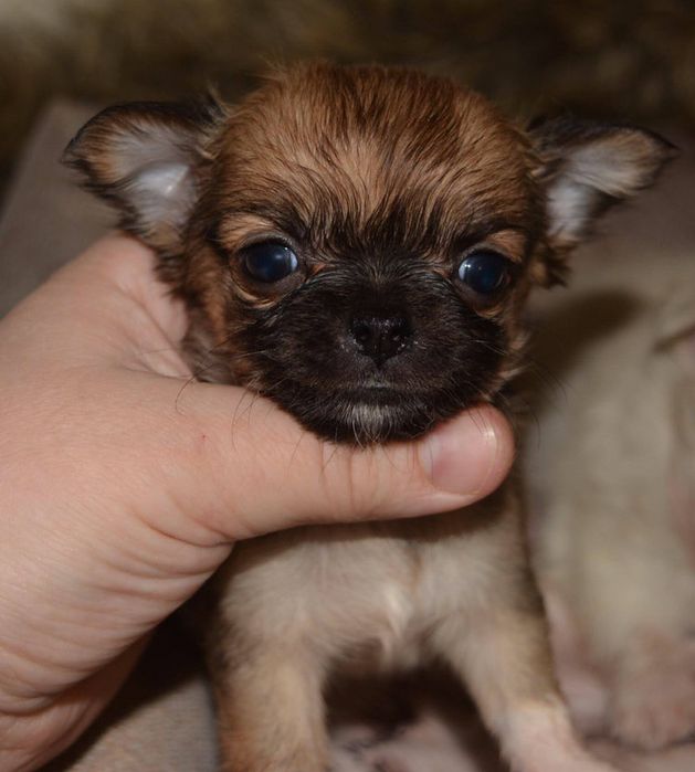 Мини мвлыши Чихуауа