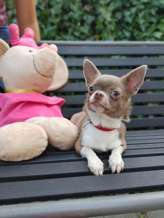 Piękna Chihuahua krótkowłosa liliowa