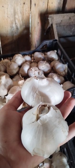 Продам Часник Рокамболь 180 грн/кг. (Оптом 40 кг. ціна 150 грн./кг)