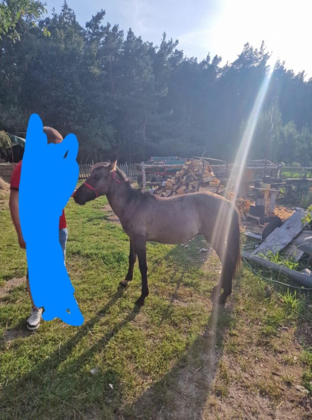 Konik polski klacz I ogier