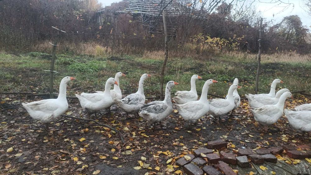 Продам гусей домашніх