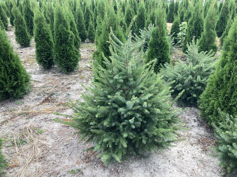 Tuje Szmaragd, świerki, iglaki