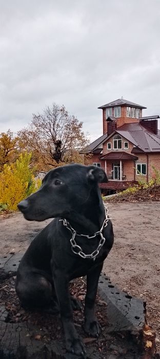 Віддам собачку в гарні руки!