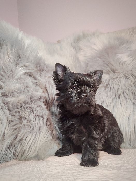 Czarna suczka Yorkshire Terrier, york