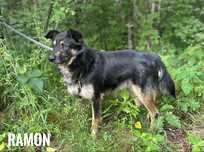 Sympatyczny kundelek, 1, 5 roczny, 10kg, Ramon adopcja za darmo oddam