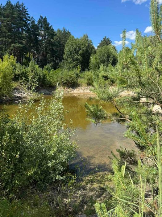 Будинок у сосновому лісі