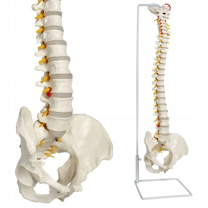 anatomiczny  model  KRĘGOSŁUPA CZŁOWIEKA dokładny  skala 1:1
