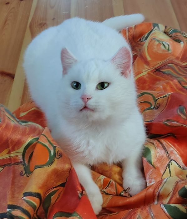 Білосніжний красень шукає родину