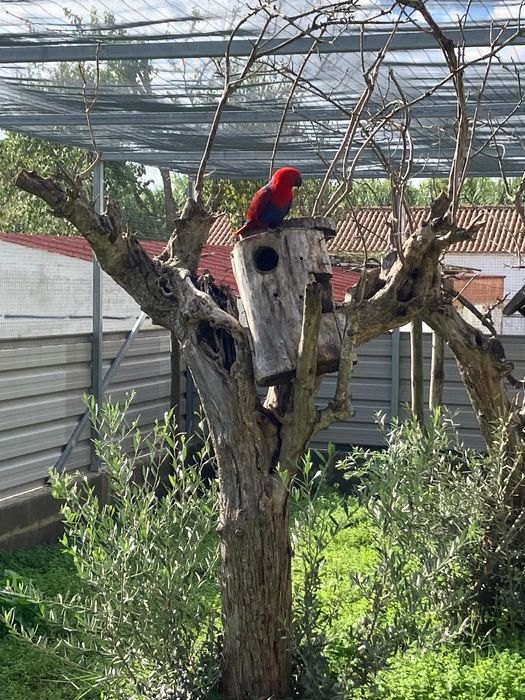 2 amazonas Aestiva e 2 fêmeas Ecletus