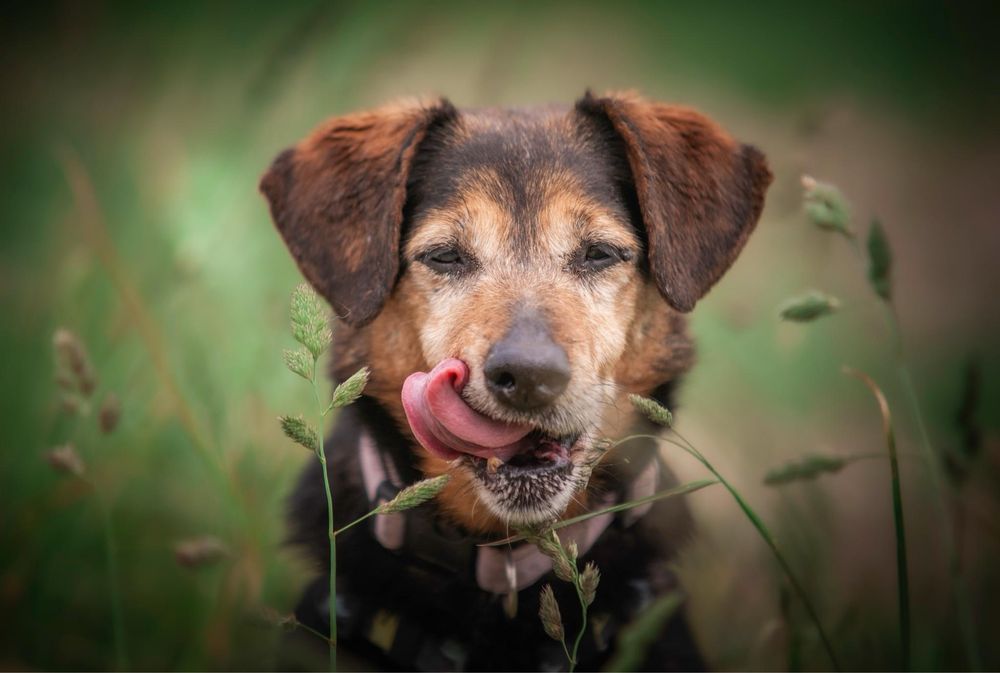 Babi szuka domu! Sliczna suczka do adopcji