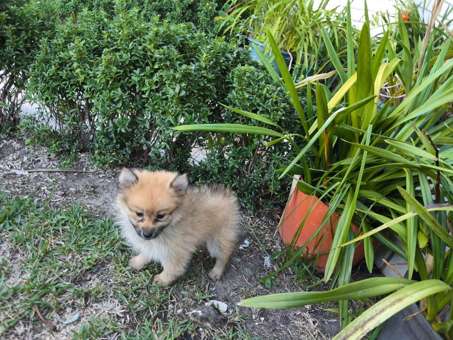 Spitz alemão anão fêmea Lulu da Pomerânia criado em ambiente familiar