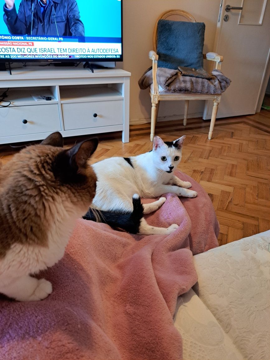 Pet sitter em Benfica