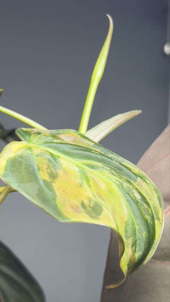Міканс варієгатний  micans variegated