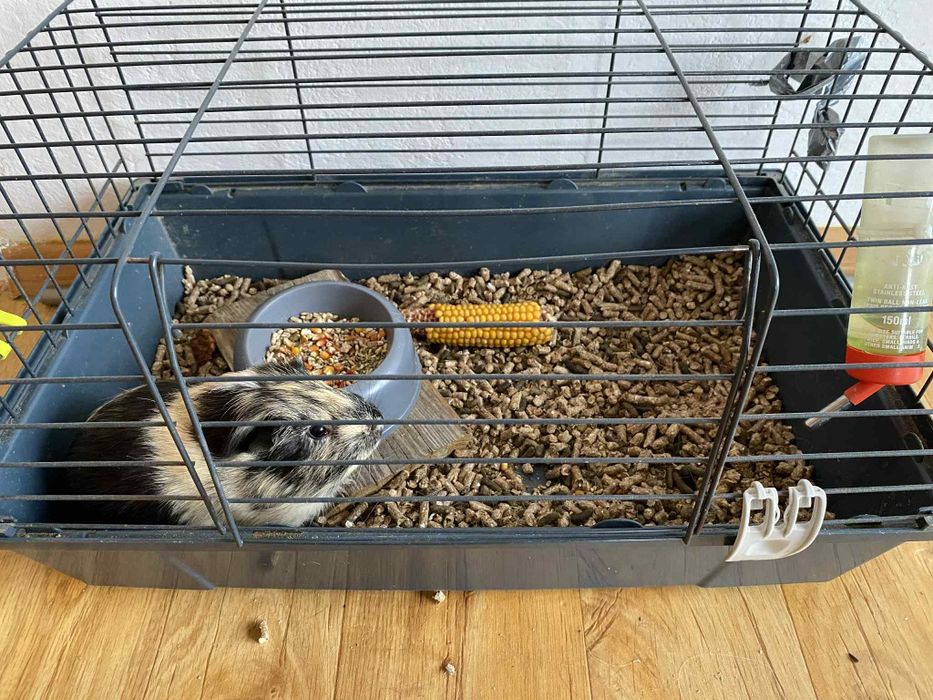 Klatka akcesoria świnka morska