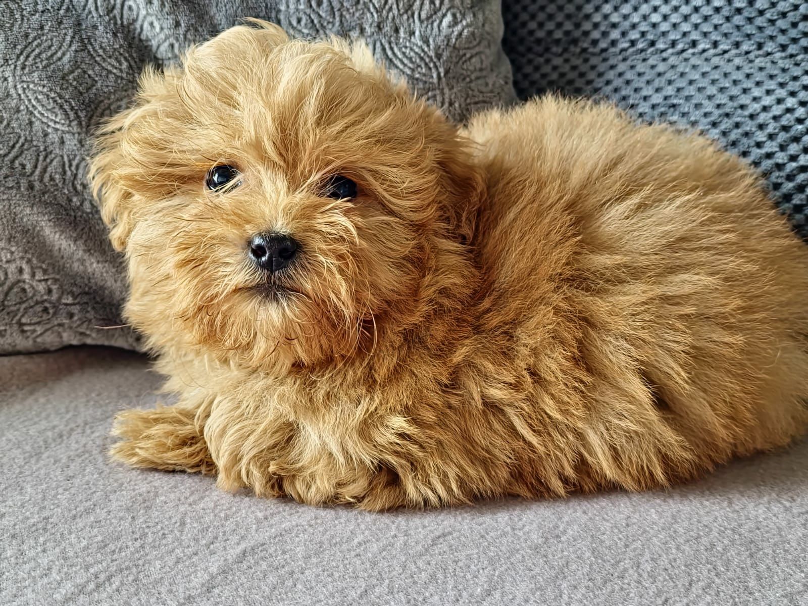 Piekny Piesek Maltipoo