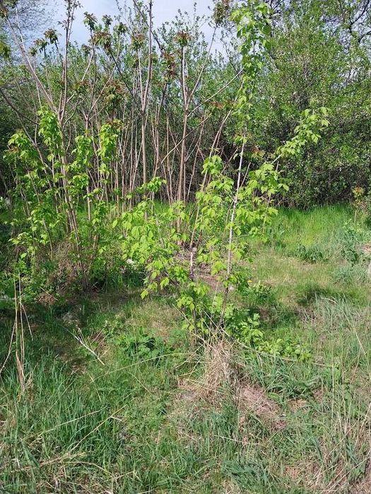 Комплексная уборка земельных и дачных участков по Кривому Рогу.