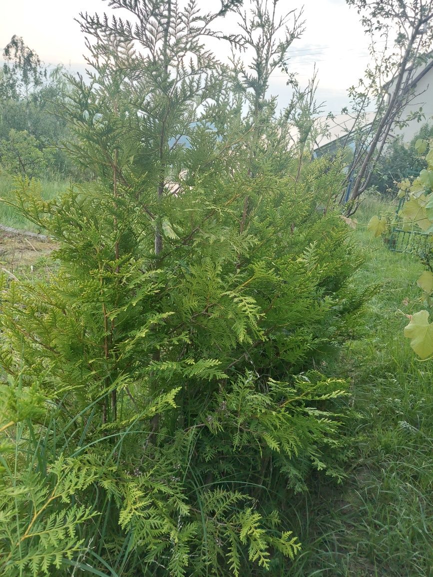 Tuje do ogrodu bardzo ładne.