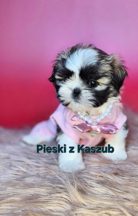 Shih-tzu Ost.Dziewczynka Rezerwacji typ Amerykańsko-Europejski