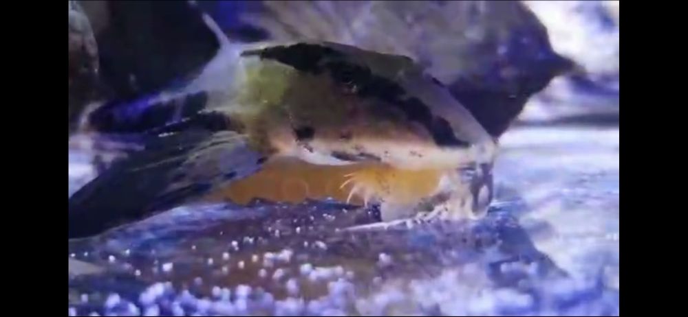Loricaria Atabapo krajowa ok 9 cm od Tapajos W-wa  dużo innych ryb