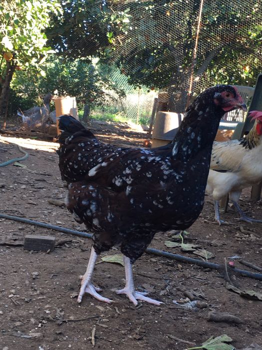 Casal sussex tricolor