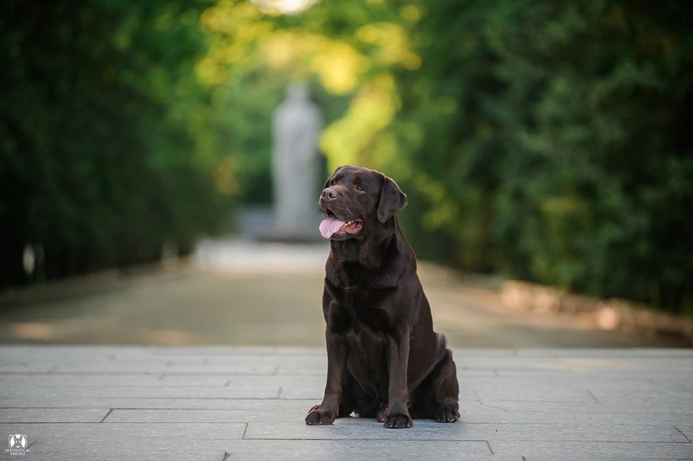 Титулованный, крепкий, красивый шоколадный лабрадор!