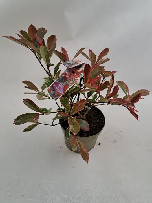 Głogowik zimozielony pink marble czerwony piekny mrozpodprny