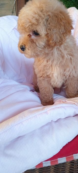 Дівчинка біля Львова