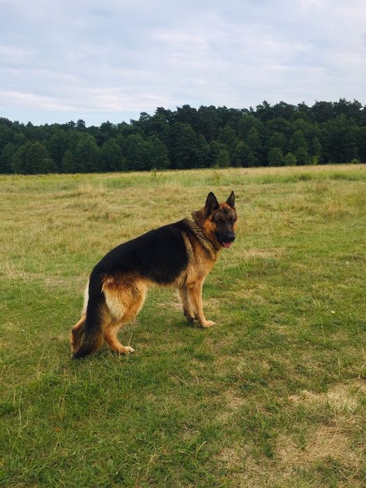 Вязка собаки