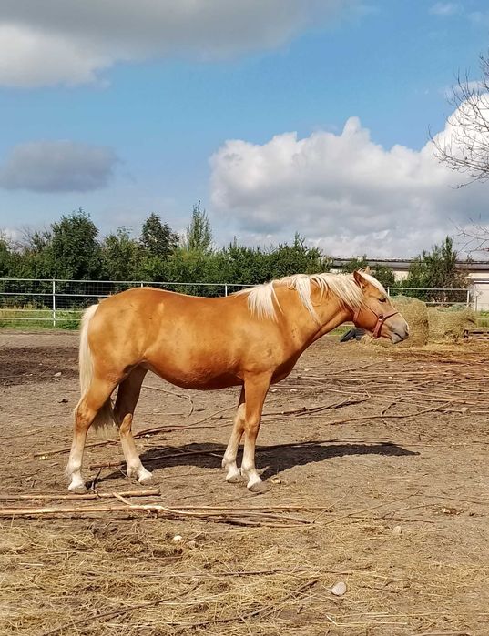 koń klacz haflinger