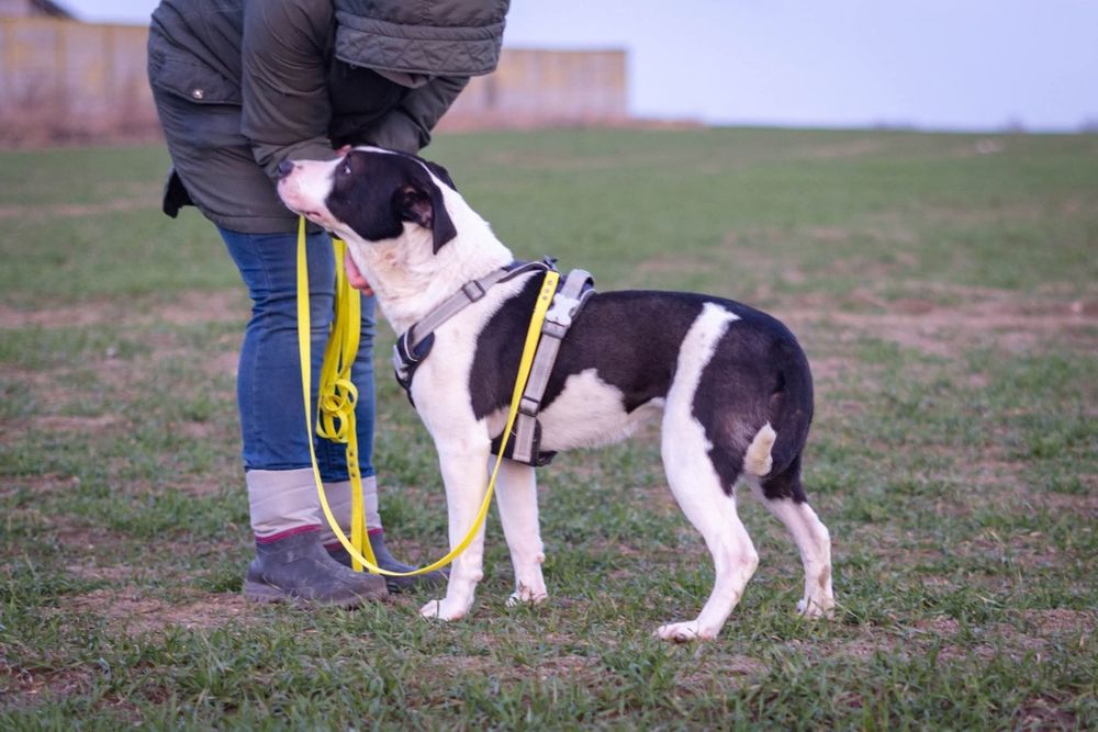 Zara szuka domku Schronisko Nadzieja Napierki