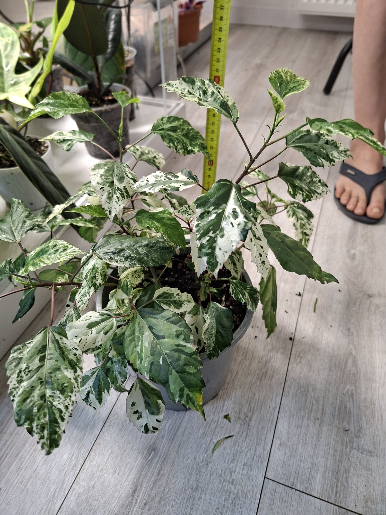 Hibiscus Rosa Sinensis Veriegata