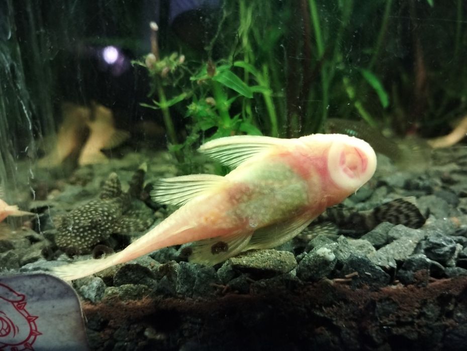 Samice glonojada/zbrojnika niebieskiego