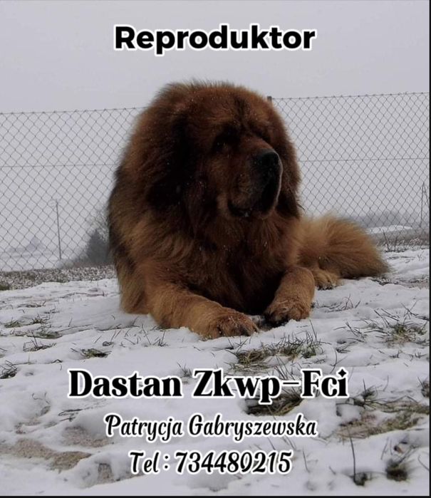 Mastif tybetański Reproduktor