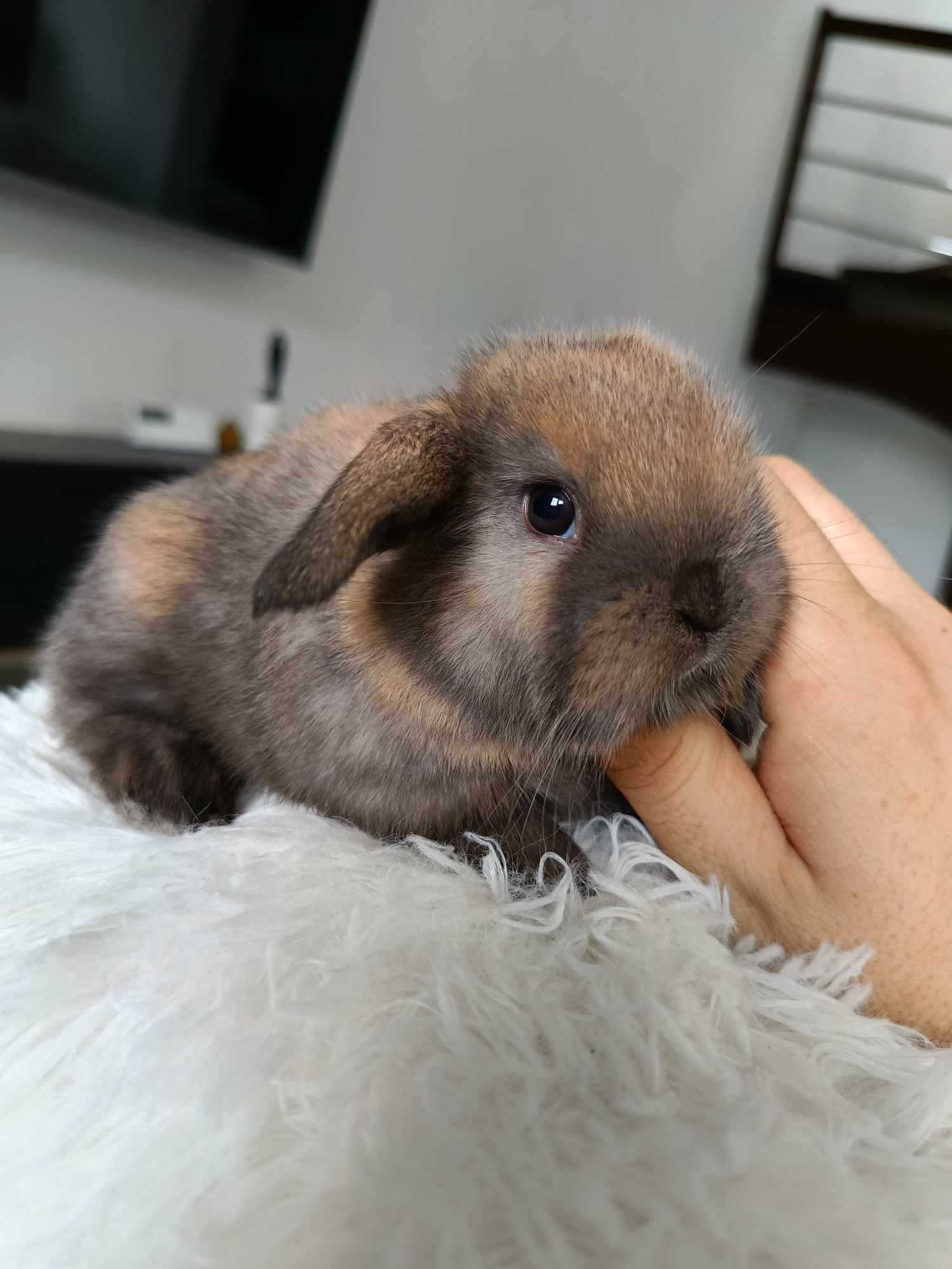 Mini lop karzełek Teddy hodowla zarejestrowana