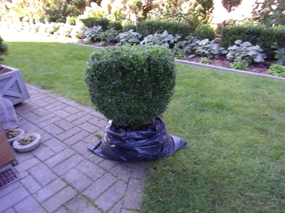 piękny duży bukszpan zdrowy prawie kula odbiór Olsztyn gratis kalina