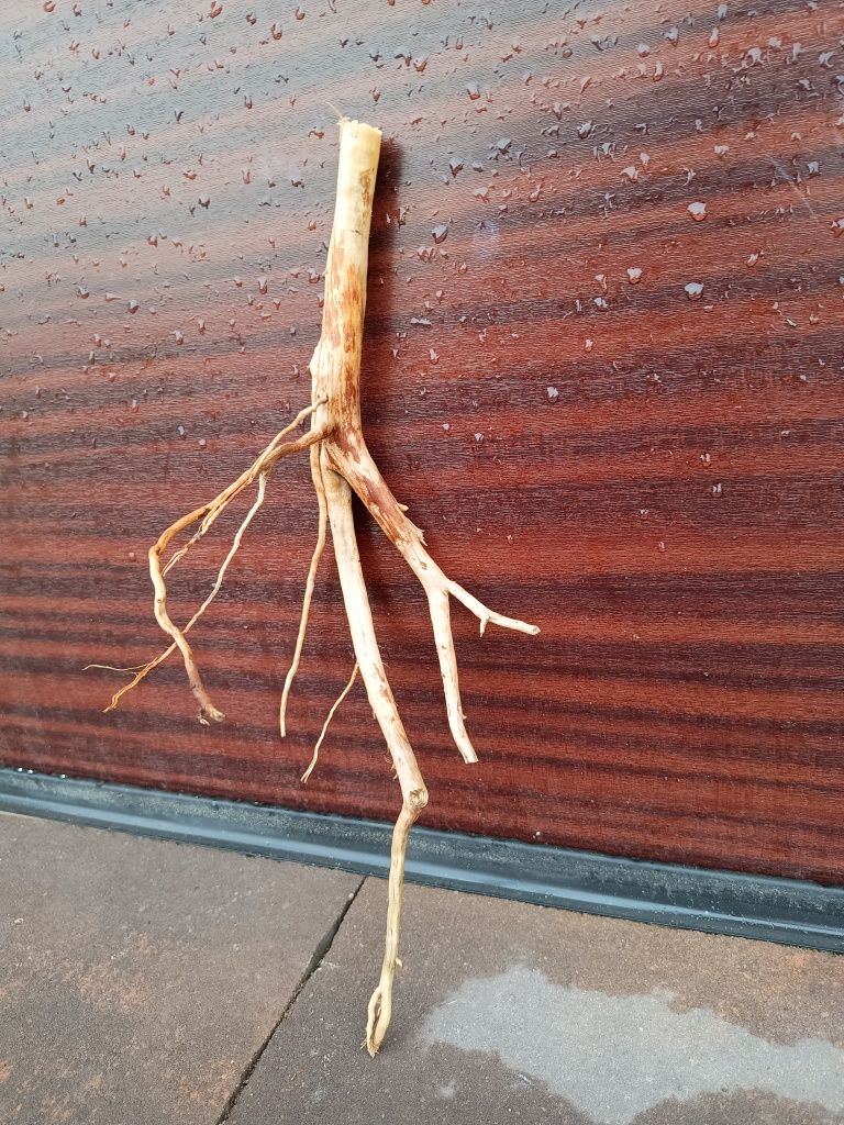 Mały, fajny naturalny korzeń do akwarium