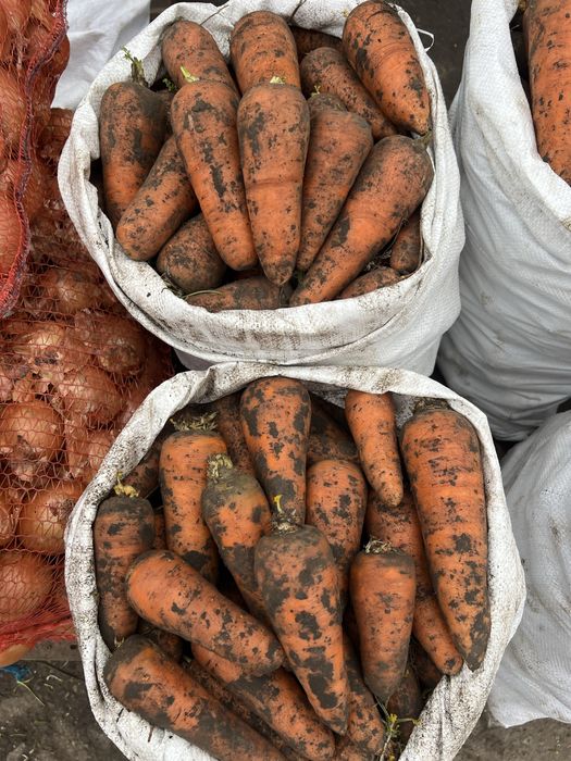 Картошка Лук КАПУСТА (КУБАНКА, БЕЛАРОСА, Королева Анна)