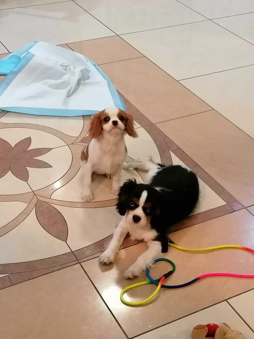 Opieka nad psami małe rasy, Warunki domowe Karma z najwyższej VIP