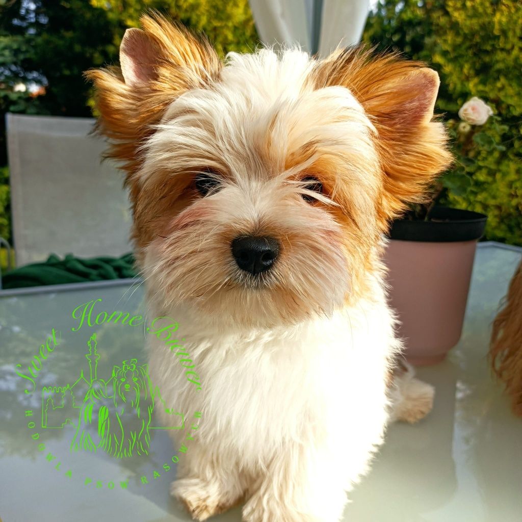 Karmel White Ocean Pearl Yorkshire Terrier - york samiec