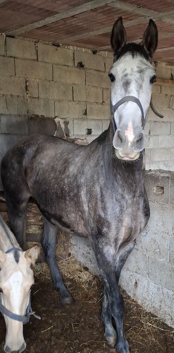 Vendo poldra PSL filha Miura de cais