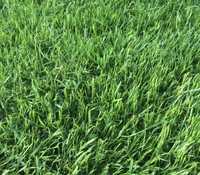 Trawa z rolki, trawnik rolowany PREMIUM trawa w rolce