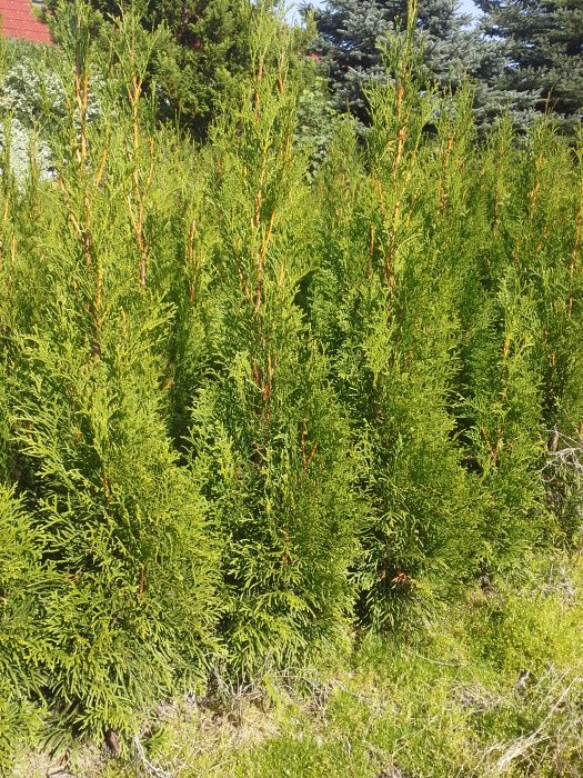 tuja, thuja szmaragd  170-200 cm  OKAZJA