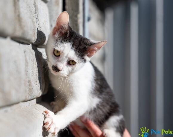 Kociak WĄSATEK szuka kochającego domku!